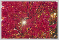 autumn colours at old oaks