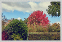 Autumn colours at Old Oaks near Glastonbury