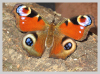 butterfly at old oaks