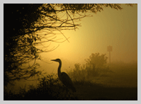 image by lynne newton avalon marshes