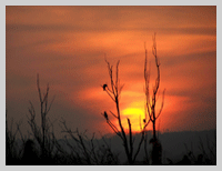 shapwick heath image by lynne newton
