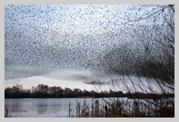 starlings in somerset