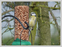 blue tit at old oaks campsite