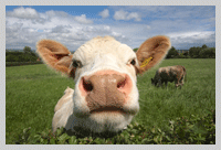 cows at old oaks somerset