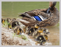 ducklings at old oaks glastonbury