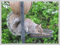 squirell at old oaks touring park glastonbury