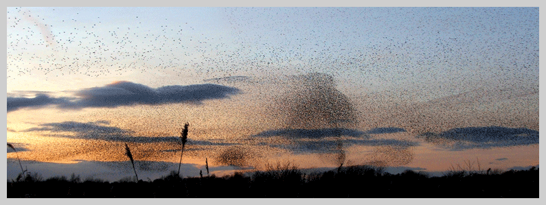 starling murmurations on the avalon marshes somerset