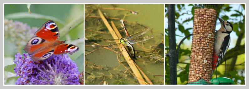 wildlife at old oaks campsite image