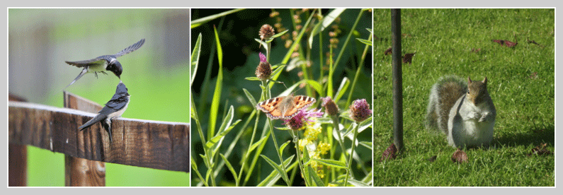 wildlife at old oaks image