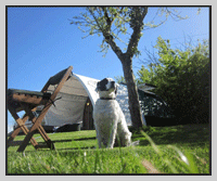dog friendly cabin at old oaks somerset