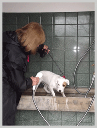 dog shower with hot water at old oaks somerset