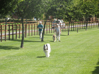 large dog walk at the old oaks