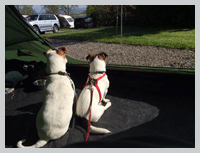 dogs camping at old oaks