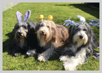 easter collies at old oaks