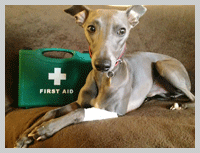 first aid for dogs image
