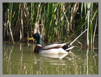 duck at the pond at old oaks campsite