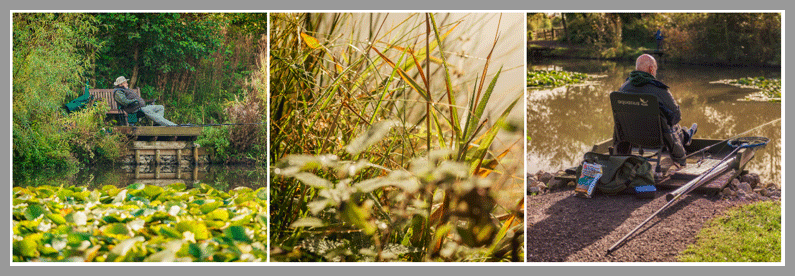fishing pond at old oaks touring park somerset