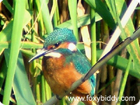 Kingfisher