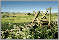 somerset landscape by stephen spraggon