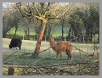 alpacas in gypsy lane