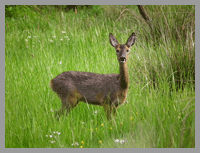 deer in deer walk